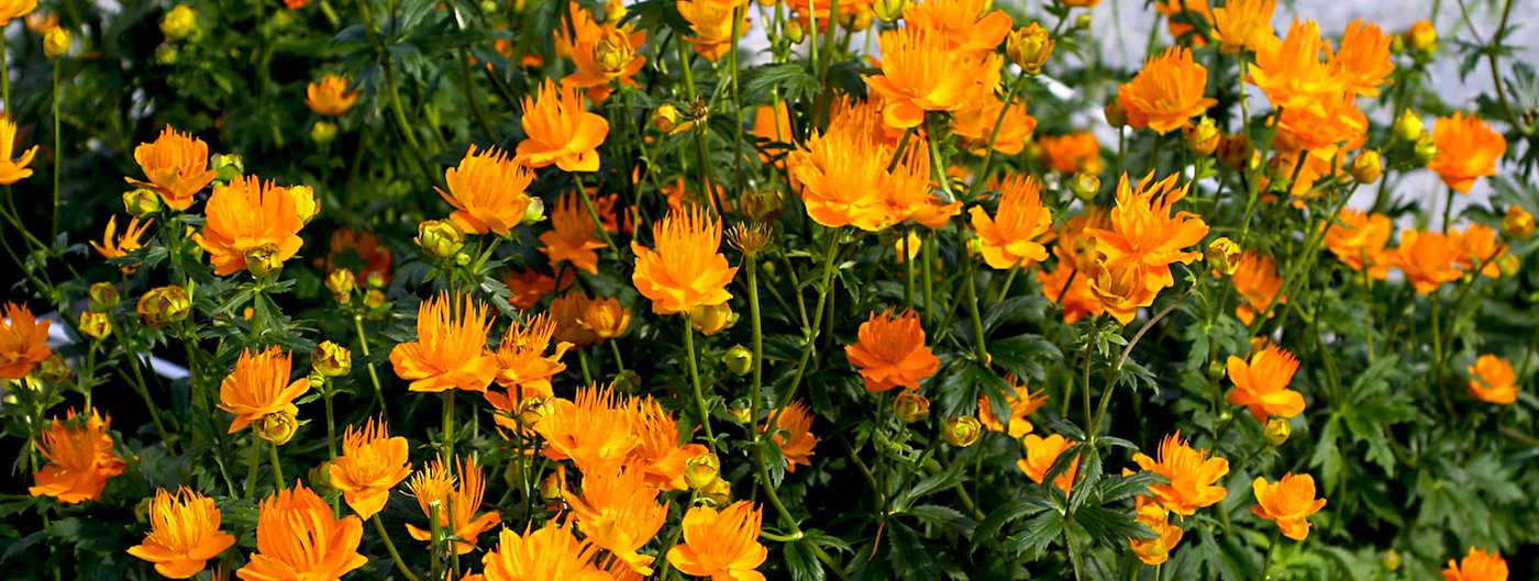 Golden Queen Globe flower 1 gal